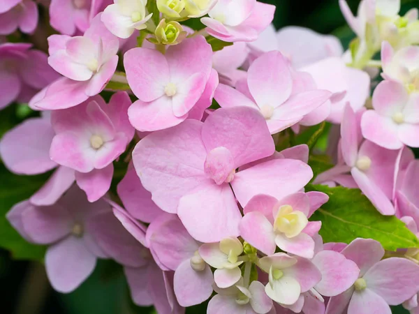 Fechar Hydrengea Flor — Fotografia de Stock