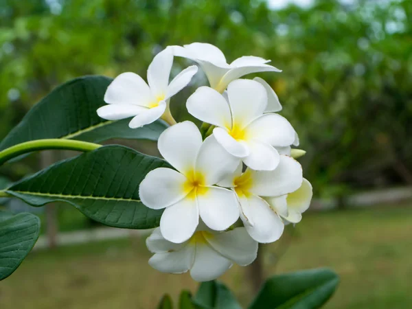 Närbild Vit Frangipani Blomma Plumeria — Stockfoto