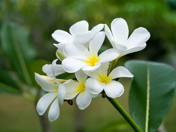Primer Plano Flor Frangipani Blanca Plumeria —  Fotos de Stock