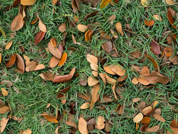 Folhas Secas Caem Chão — Fotografia de Stock