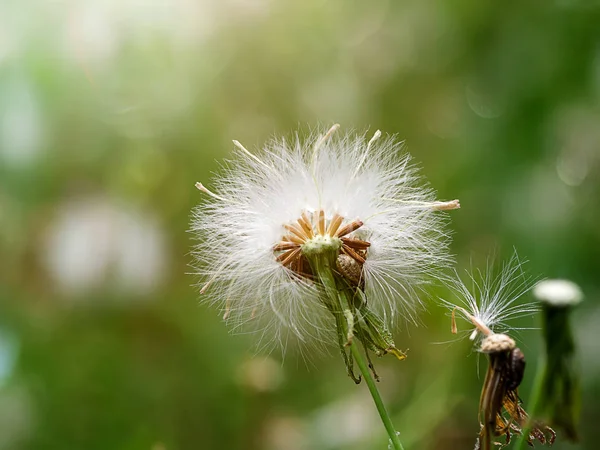 Close Seeds Red Grass Giant Reed Emilia Sonchifolia Soft Light — Stok Foto