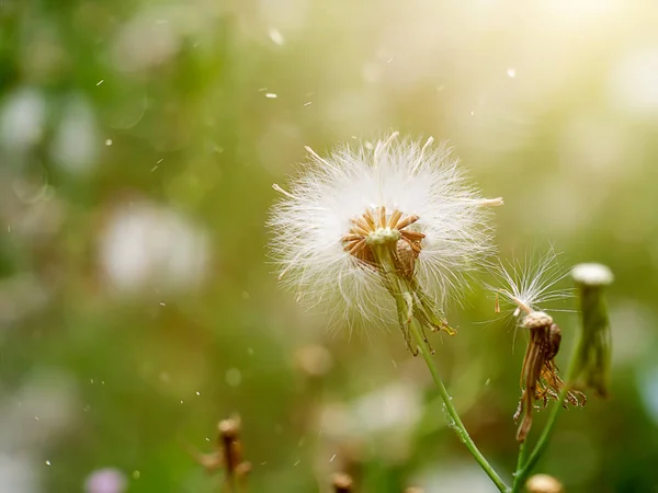 Close Seeds Red Grass Giant Reed Emilia Sonchifolia Floating Light — Stock Photo, Image