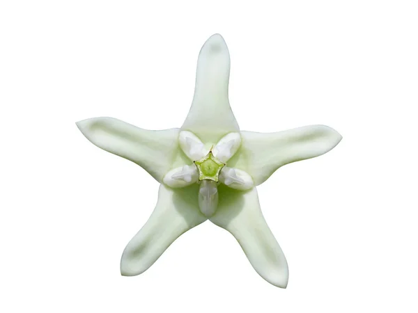 Close Flor Coroa Branca Calotropis Gigantea Isolado Fundo Branco — Fotografia de Stock