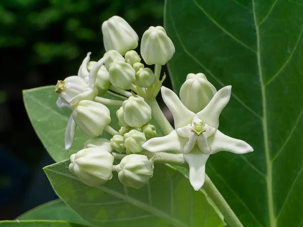 Close White Crown Flower Calotropis Gigantea — Stock Photo, Image