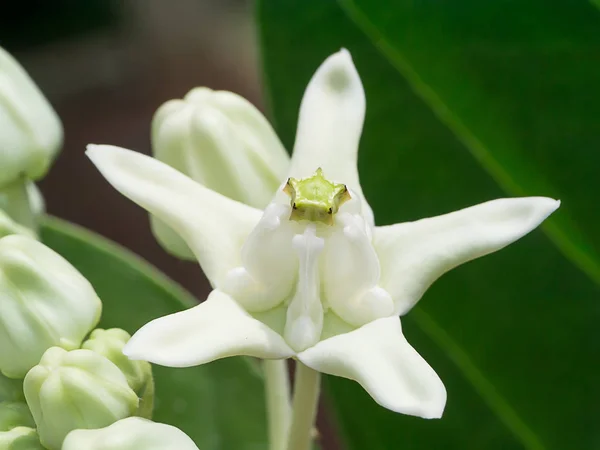 Primer Plano Flor Corona Blanca Calotropis Gigantea — Foto de Stock