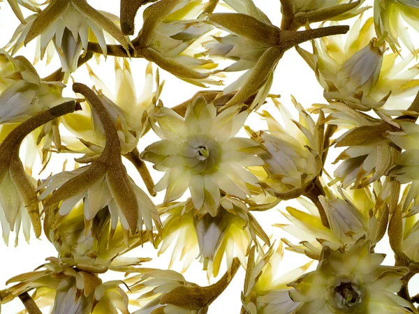 Kugel Holz Blume Auf Weißem Hintergrund — Stockfoto