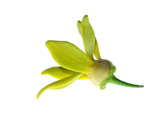 Nahaufnahme Einer Bhandari Blume Artabotrys Siamensis Auf Weißem Hintergrund — Stockfoto