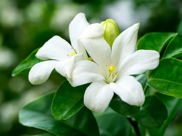 Wit Oranje Jasmine China Vak Bloem Murraya Vernisboom — Stockfoto
