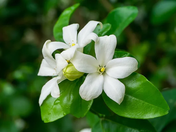 Weiße Orange Jasmin Oder Porzellanbuchsblume Murraya Paniculata — Stockfoto