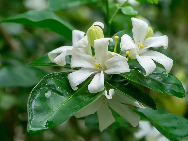 Beyaz Turuncu Jasmine Veya Çin Kutusu Çiçek Murraya Paniculata — Stok fotoğraf