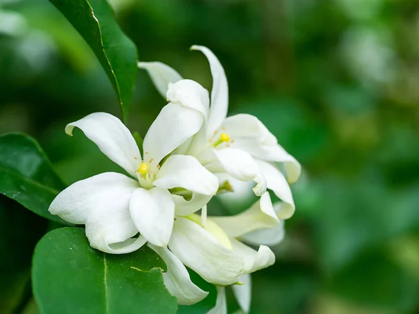 Beyaz Turuncu Jasmine Veya Çin Kutusu Çiçek Murraya Paniculata — Stok fotoğraf