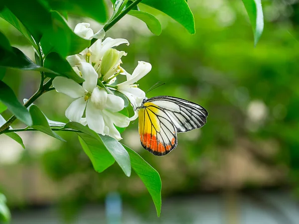 Farfalla Bianco Arancio Gelsomino Cina Box Fiore Murraya Paniculata — Foto Stock