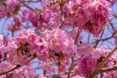 Pembe trompet çiçek (Tabebuia rosea ağaç)