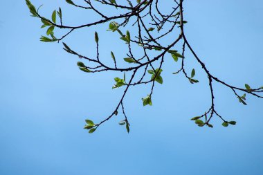 Yeni Banyan şube mavi gökyüzü ile yaprak.