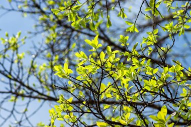 Şube bulanıklık arka plan ile yeni Banyan yaprak.