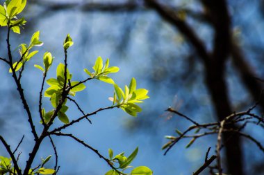 Şube bulanıklık arka plan ile yeni Banyan yaprak