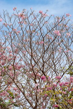 Gökyüzü ve yumuşak bulut ile pembe trompet çiçek. (Tabebuia rosea ağaç)