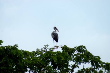 Asya Openbill kuş ağaç üzerinde durmak. (Anastomus oscitans)