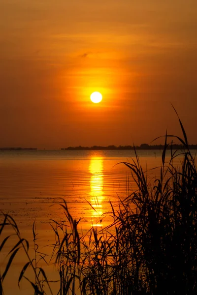 Folhas Grama Silhueta Com Sunset Céu Reflexão Sobre Água Lago — Fotografia de Stock