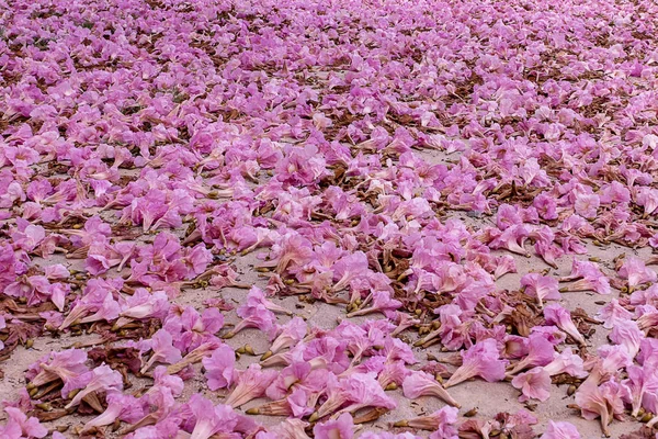 Pink trumpet flower fall on the ground. (Tabebuia rosea tree)