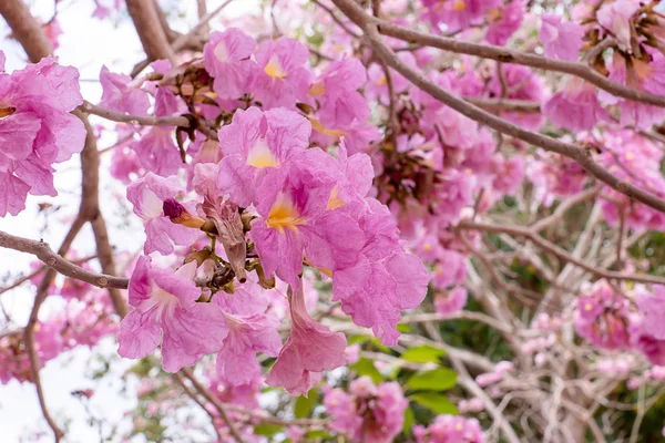 ピンク トランペット花 Tabebuia バラ色の木 — ストック写真