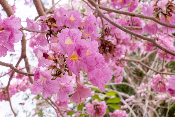 Flor Trompete Rosa Tabebuia Rosea Tree — Fotografia de Stock