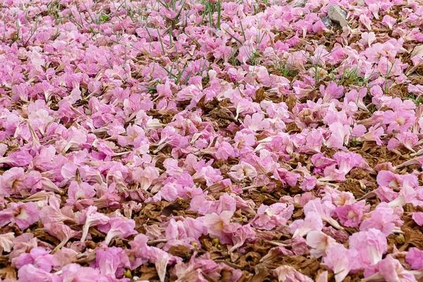 Pink trumpet flower fall on the ground. (Tabebuia rosea tree)