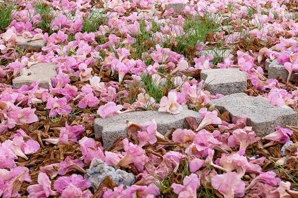 Pink trumpet flower fall with brick on the ground. (Tabebuia rosea tree)