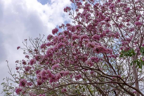 Květ Růžový Trubku Tabebuia Rosea Strom — Stock fotografie