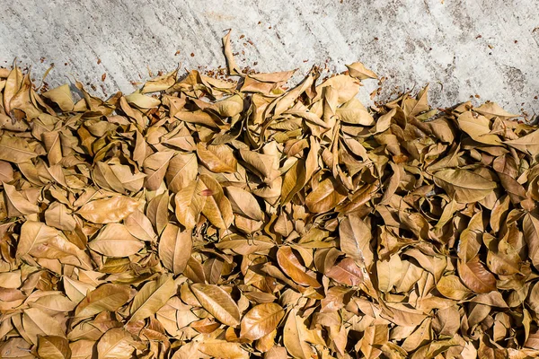 Dry Leaves Ground Summer Season — Stock Photo, Image