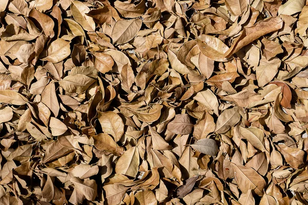 Dry Leaves Ground Summer Season — Stock Photo, Image