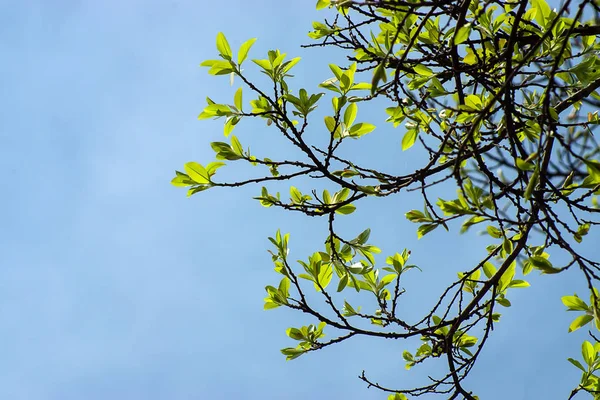 Nuove Foglie Banyan Sul Ramo — Foto Stock