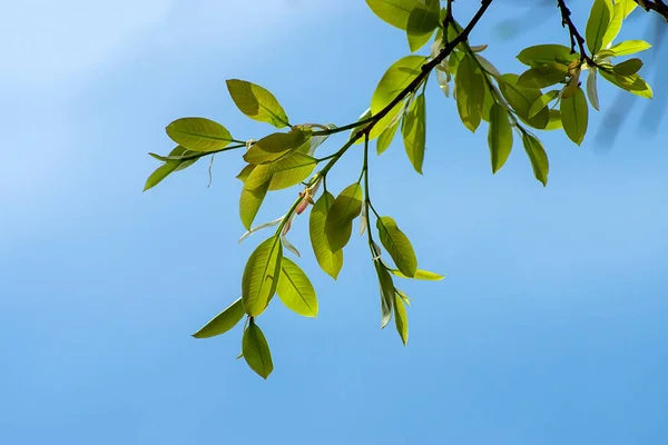 新しいガジュマルの葉枝と青い空 — ストック写真
