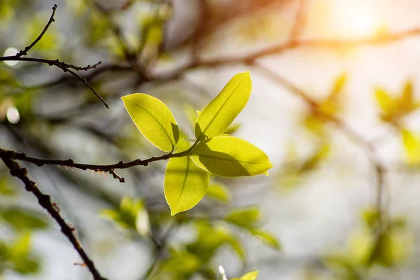 새로운 햇빛에 나뭇잎 — 스톡 사진
