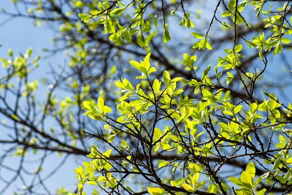 Nuove Foglie Banyan Ramo Con Sfondo Sfocato — Foto Stock