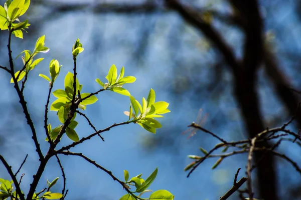 New Banyan Leaves Branch Blur Background — Stock Photo, Image