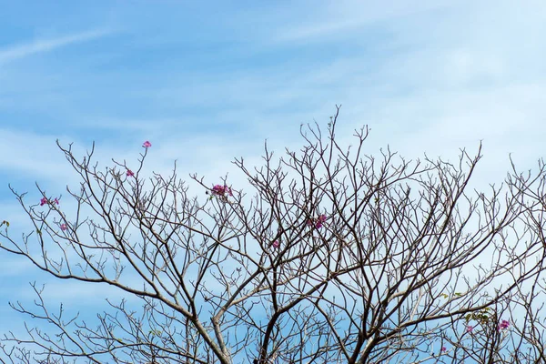 空とピンク トランペット ツリー Tabebuia バラ色の木 — ストック写真