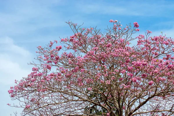 Rosafarbene Trompetenblume Mit Blauem Himmel Und Sanften Wolken Tabebuia Rosea — Stockfoto