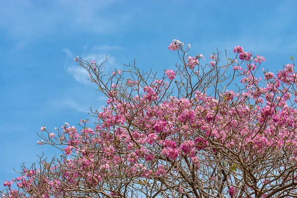 Fiore Tromba Rosa Con Cielo Blu Soffice Nuvola Tabebuia Rosea — Foto Stock