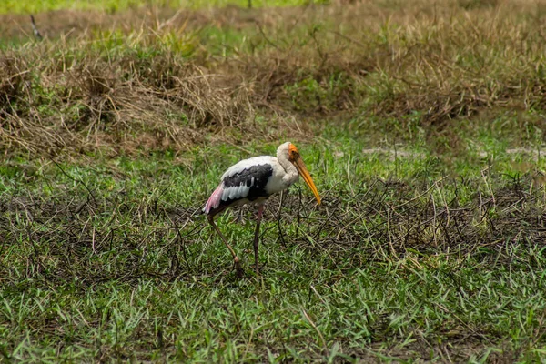 Oiseau Cigogne Peint Dans Pays Mariage Ibis Leucocéphale — Photo