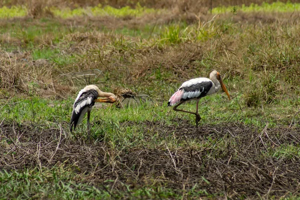 Wedland に塗られたコウノトリの鳥 イビス Leucocephalus — ストック写真