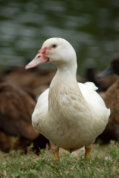 Vista Perto Pato Branco Olhando — Fotografia de Stock