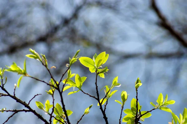 New Banyan Leaves Branch Blur Background Royalty Free Stock Images