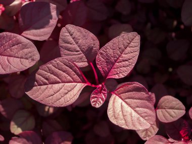 Amaranth (Amaranthus lividus kırmızı yaprak)