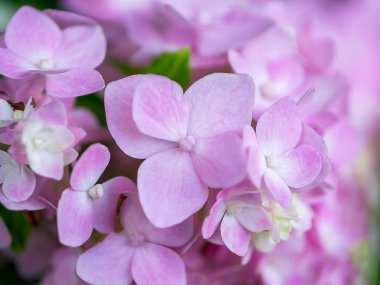 Hydrengea çiçek kadar kapatın.