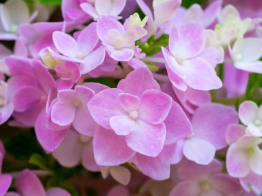 Hydrengea çiçek kadar kapatın.