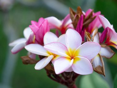 Kadar yakın beyaz ve pembe Frangipani çiçek (Plumeria).