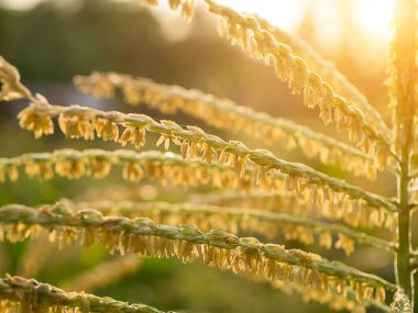 Güneş ışığı ile Mısır çiçek polen kapatın