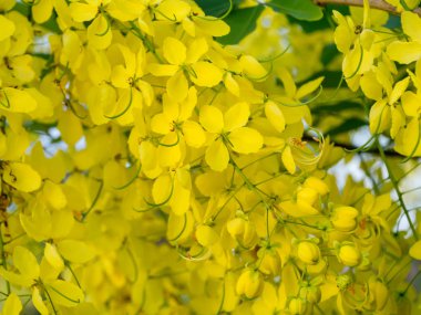 Puding çam, Hint Laburnum, altın duş çiçek (Cassia Fistül yakın çekim).