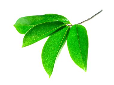 Soursop leaves on white background (Annona muricata) clipart